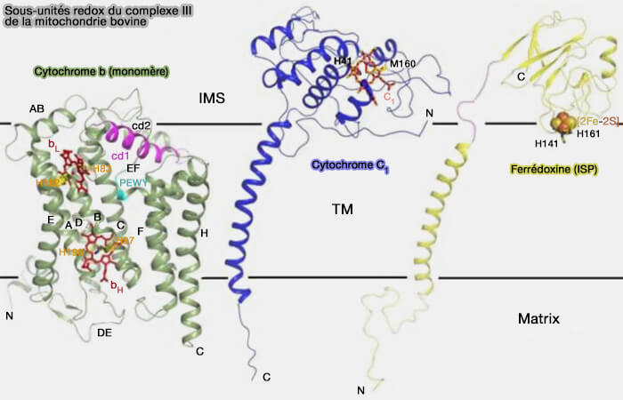 Sous-unités redox du complexe III de la mitochondrie bovine
