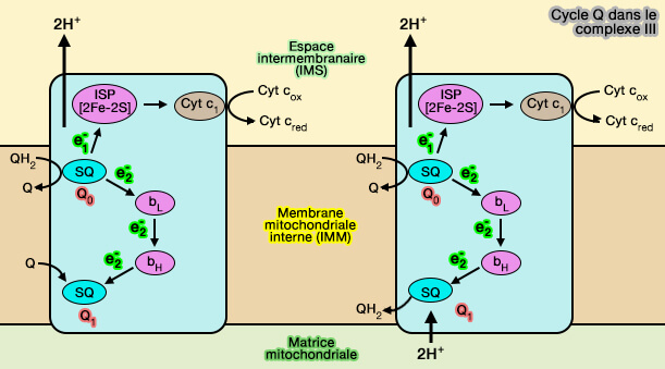 Mécanisme du complexe III