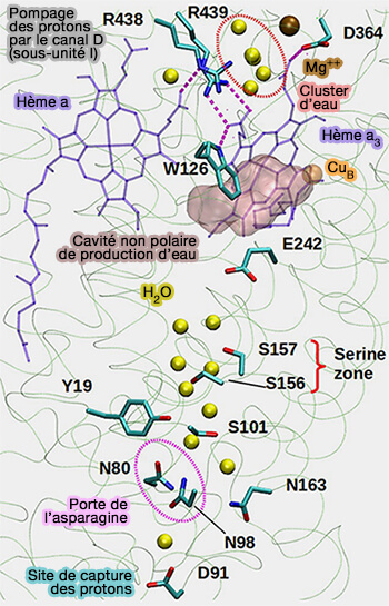 Canaux de conduction des protons de la levure
