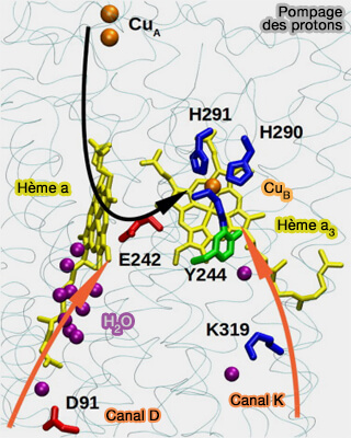 Canaux de conduction des protons (bovin)