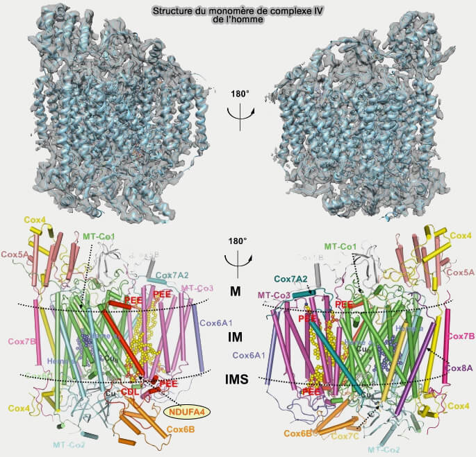Structure du complexe IV de l'homme