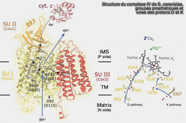 Structure du complexe IV de S. cerevisiae