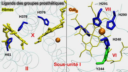 Ligands des groupes prosthétiques du complexe IV