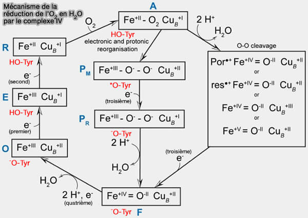 Mécanisme de la réduction de l’O2 en H2O par le complexe IV