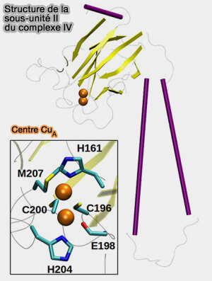 Structure de la sous-unité II du complexe IV