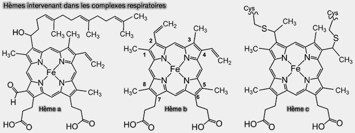 Hèmes intervenant dans les complexes respiratoires