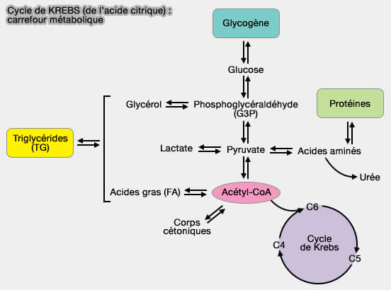 Cycle de Krebs (cycle de l'acide citrique) : carrefour métabolique