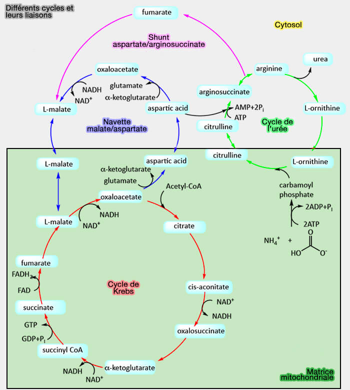 Connections des cycles de Krebs et de l'urée