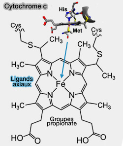 Cytochrome c