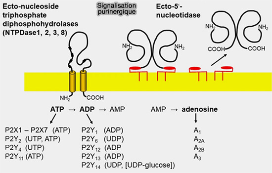 Signalisation purinergique