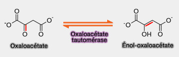 Tautomérisation de l'oxaloacétate