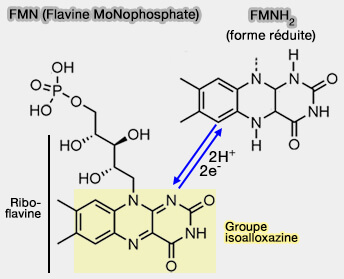 FMN (Flavine MoNophosphate)
