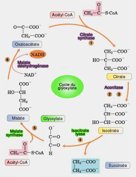 Cycle du glyoxylate