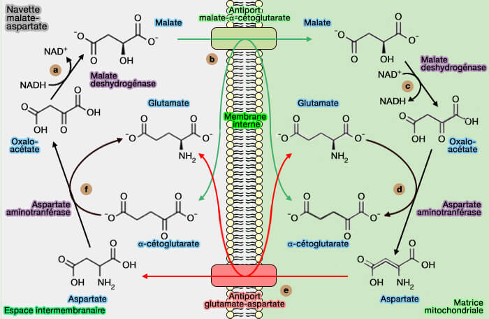 Navette malate-aspartate