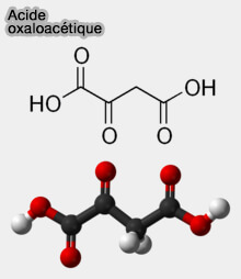 Acide oxaloacétique