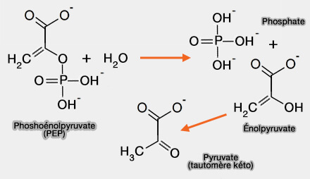 Phosphoénolpyruvate
