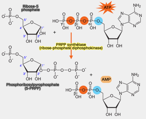 Formation du phosphoribosylpyrophosphate (PRPP)