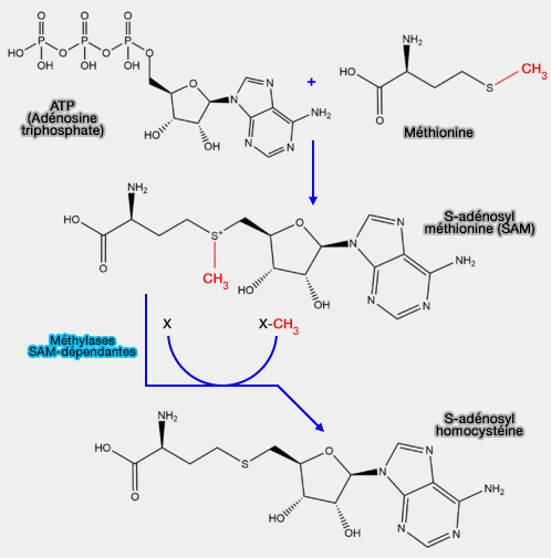 S-adénosyl méthionine (SAM)
