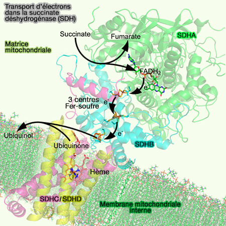 Transport d’électrons dans la succinate déshydrogénase (SDH) 