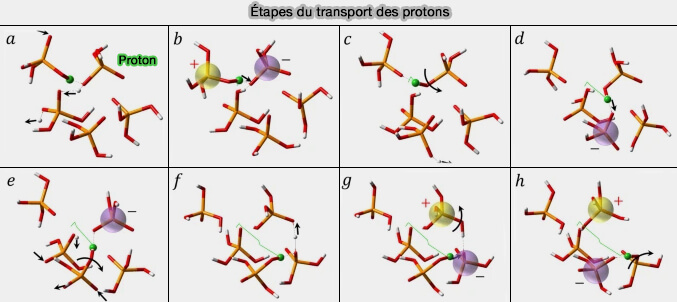 Étapes de transport des protons
