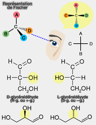Projection de Fischer et glycéraldéhyde