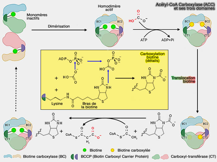 Acétyl-CoA carboxylase (ACC) et ses trois domaines
