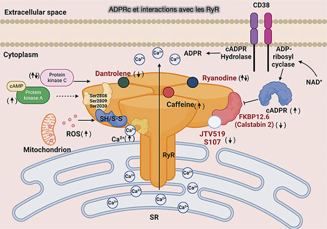 ADPCr et interactions avec les RyR