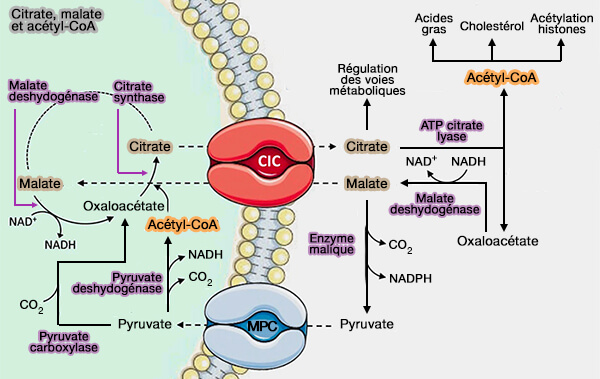 Citrate, malate et acétyl-CoA