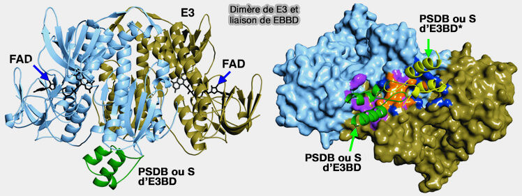 Dimère de E3 et E3BD