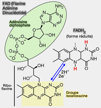 FAD (Flavine Adénine Dinucléotide)