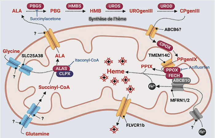 Synthèse de l’hème B