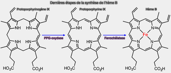 Dernières étapes de la synthèse de l’hème B