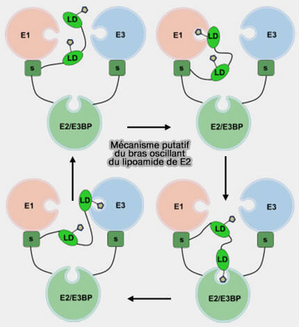 Mécanisme putatif du bras oscillant du lipoamide de E2