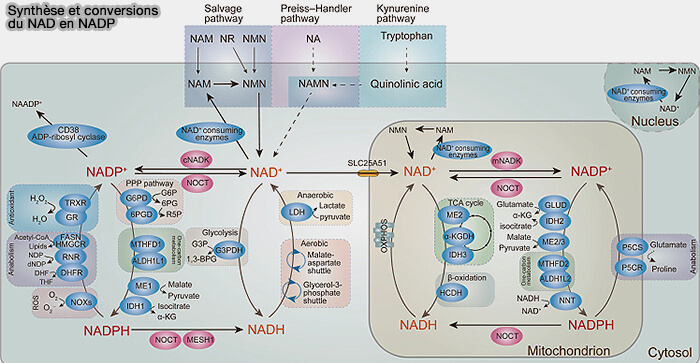 Conversion de NAD en NADP