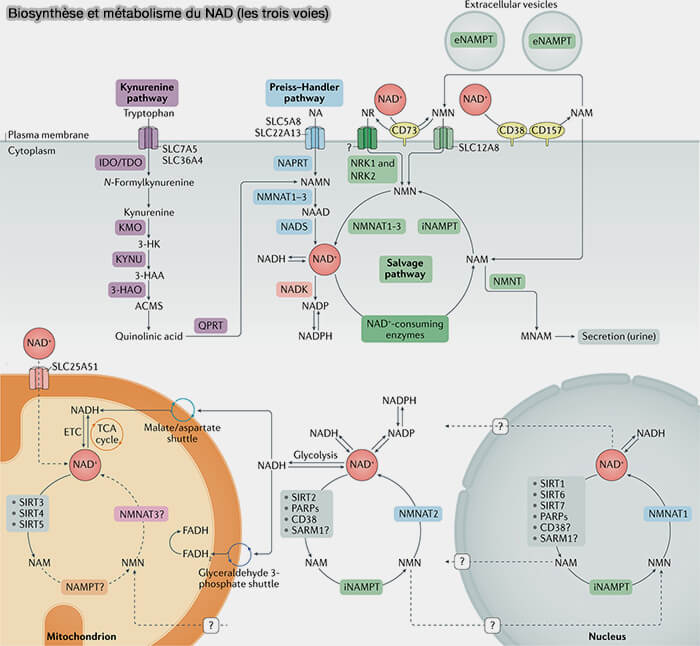Biosynthèse et métabolisme du NAD (les trois voies)