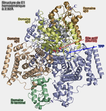 Structure de E1 homodimérique à 2.92 Å 
