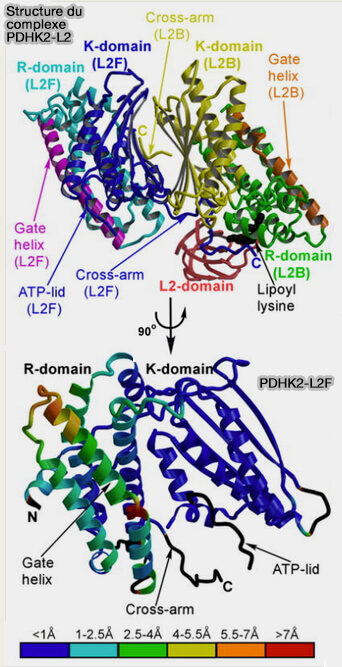Structure du complexe PDHK2-L2