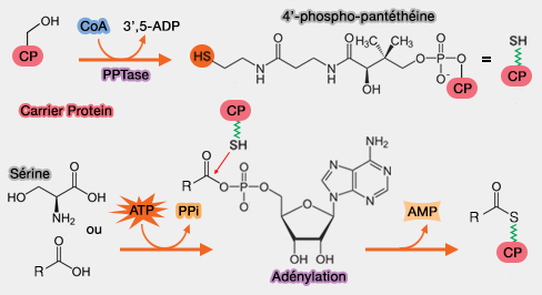 Un des rôles de la 4'-phosphopantéthéinyle