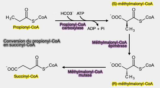 Conversion du propionyl-CoA en succinyl-CoA