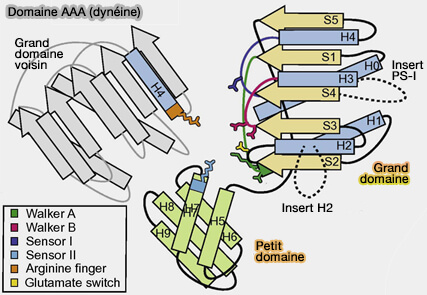 Domaine AAA de la dynéine