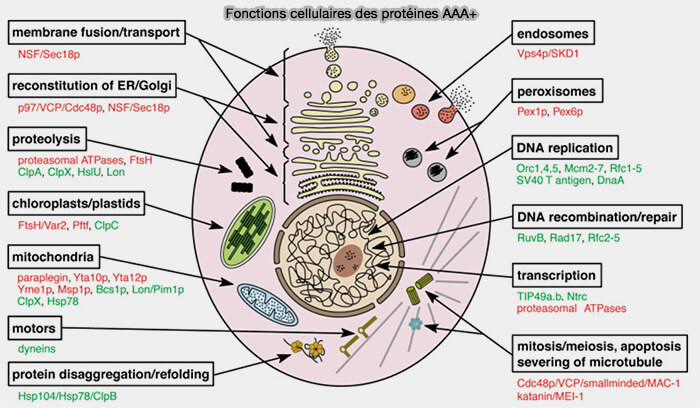Fonctions des protéines AAA+
