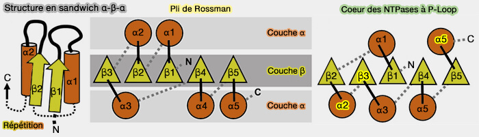 Structure en sandwich α-β-α