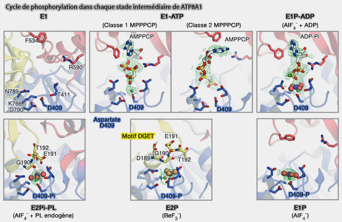 Cycle de phosphorylation de D409 de de ATP8A1