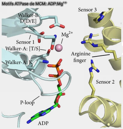 Motifs ATPase de MCM: ADP:Mg++