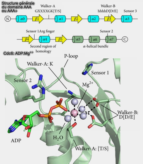 Structure générale du domaine AAA