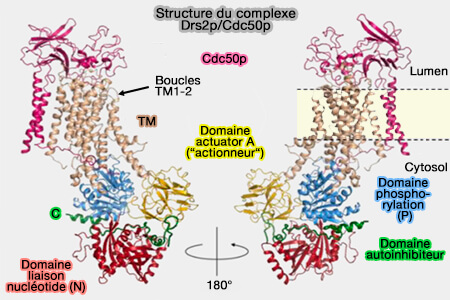 Structure du complexe Drs2p/Cdc50p