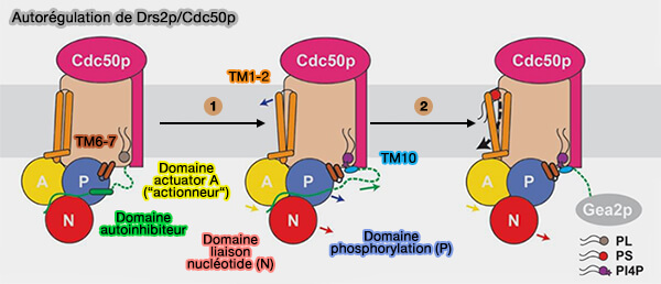 Autorégulation de Drs2p/Cdc50p