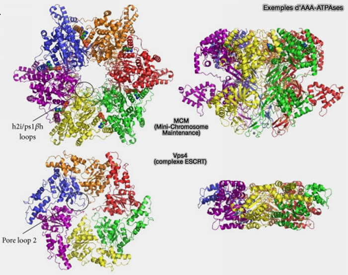 Exemples de protéines AAA ou AAA-ATPases