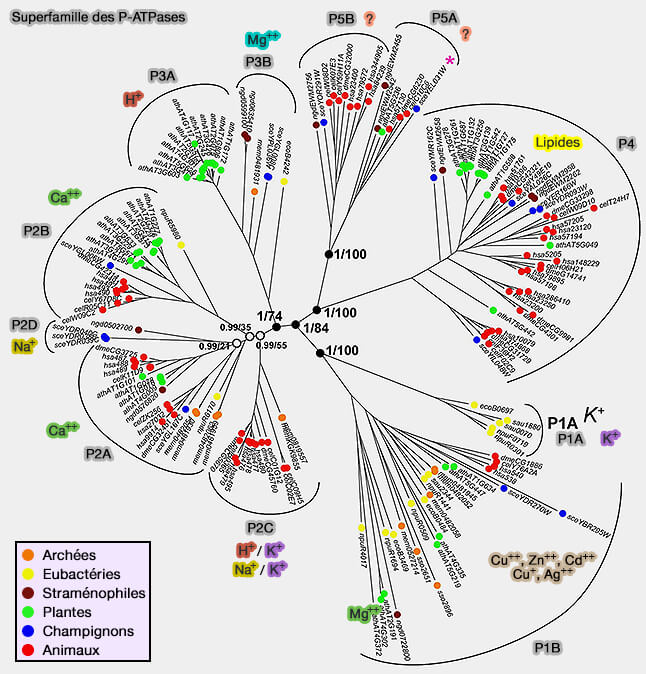 Superfamille des P-ATPases