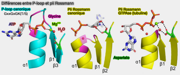 Différences entre P-loop et pli de Rossmann
